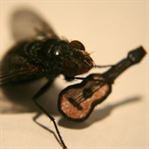 Ahh Diptera, ne güzel şeydin sen öyle!..