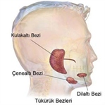 Ağız kuruluğu nedir? Sebepleri, tedavisi nelerdir?