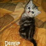YENİ YENİ YAVRULAR