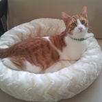 Kedi Yatakları