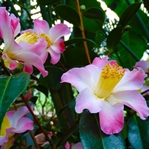 Muhteşem Bir Bahçe: Botanischer Garten Flora