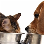 Kedi ve köpeklerde mama kullanımı nasıl olmalı