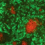 Çöp DNA embriyonik gelişimi yönlendiriyor
