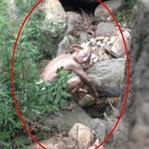 Gollum'a benzeyen canavar bulundu iddiası