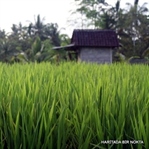 pirincin hikayesi - bali