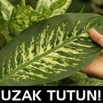 Süs bitkilerindeki büyük tehlike