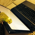 Biri izlerken blog yazmak