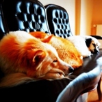 Köpeğimin Fobisi Var!