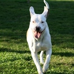 Köpeklerde Korku ve Fobileri Yenme Yöntemleri