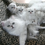 14 Anne Kedi Ve Bebişleri