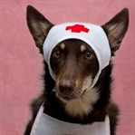 Köpekler Zehirlendiğinde Ne Yapılmalı?