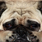 Köpeklerde Stres Ve Stres Belirtileri