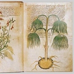 Voynich Kitabının Gizemi