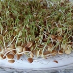 Yeşil Mercimek Filizi