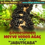 Gövdesinden Meyve Veren Ağaç - Jabuticaba
