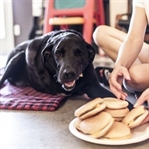 Köpek Duke ‘un uyutulmadan önceki ‘mükemmel’ günü