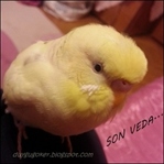 Cennet Kokuluma Son Veda