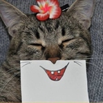 Kedi ve eğlenceli yüz ifadesi çizimleri