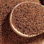 Gizli kalmış tahıl “Teff”