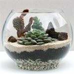 “Mossarium” Sukulent ve Yosun Teraryum