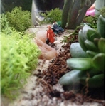 Terrarium - Benim Dünyam