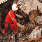 Kalbi ve ayağı kırık köpecik