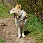 Köpeğiniz Esneyerek Size Ne Anlatıyor?