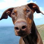 Söz Dinlemeyen Köpeğin Manifestosu