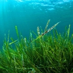 Dünyanın en eski yiyeceği: Spirulina