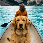 Bir Köpekle Seyahat