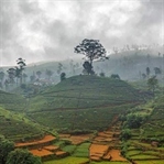 Nuwara Eliya, Sri Lanka ve Çayın Başkenti