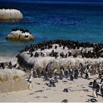Cape Town’da Mutlaka Yapın