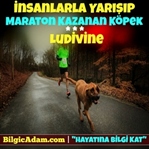 İnsanlarla Yarışıp Maraton Kazanan Köpek - Ludivin