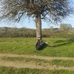Ahlat Ağacı