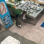 Göz Hakkı