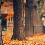 Bahçelerde Sonbahar Bakımı Nasıl Yapılır?