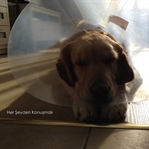 Köpeklerde Kısırlık Ameliyatı Neden Gerekli?