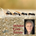 Gördüğünüzün adı ne? Kayinca