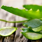 Aloe Vera ile Alternatif Kanser Tedavisi