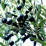 Kadim dostumuz 'zeytin ağacı' ve bir zeytin hasadı