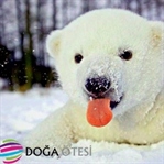 İnsan Doğaya Karşı!