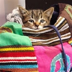 Kedi Gribi Hakkında Bilinmesi Gerekenler