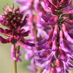 Uzun yaşamın sırrı, astragalus bitkisinde mi saklı