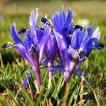 Nevruz Çiçeği