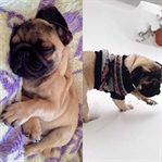 Dikkat Evde Pug Var! Adı da Rıfkı
