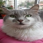 "Kedi"sel 10 Sır