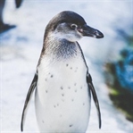 Penguenin Hayatla Savaşı