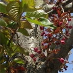 Sakura Zensen