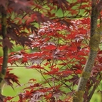 Ağaca Doymak İsteyenler: Karaca Arboretum