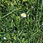 Ailecek Piknik / Şeker Maslak Parkı-Küçük Çamlıca
